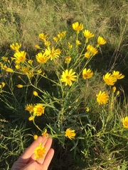 Senecio heterotrichius
