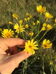 Senecio heterotrichius