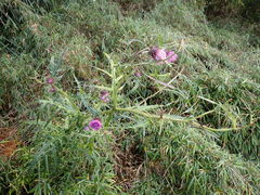 Cirsium tatakaense