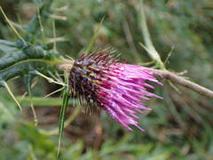 Cirsium tatakaense
