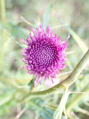 Cirsium tatakaense