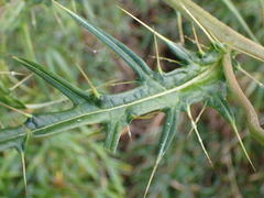 Cirsium tatakaense