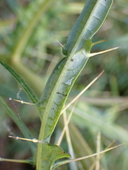 Cirsium tatakaense