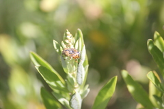 Eristalinus punctulatus