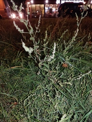 Atriplex patula