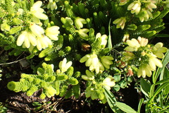 Erica sparrmanni