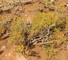 Pteronia flexicaulis