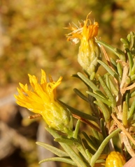 Pteronia flexicaulis