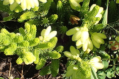 Erica sparrmanni