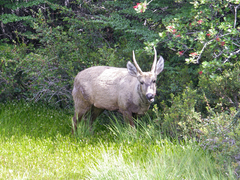 Hippocamelus bisulcus