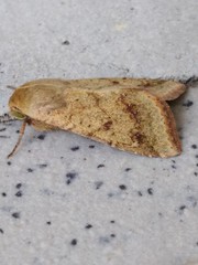 Lepidoptera