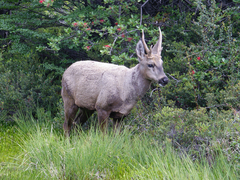 Hippocamelus bisulcus
