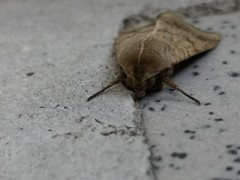 Lepidoptera