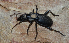 Anthia maxillosa