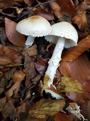 Lepiota ignivolvata