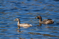 Tachybaptus novaehollandiae