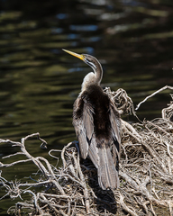 Anhinga novaehollandiae