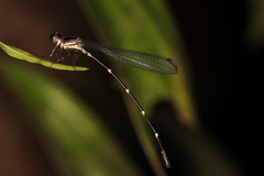 Platystictidae