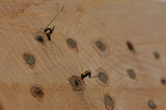 Ephialtes manifestator