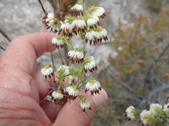 Erica cumuliflora