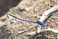 Argia nahuana