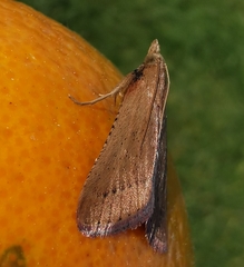 Hypsopygia albidalis