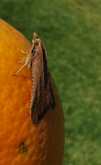 Hypsopygia albidalis