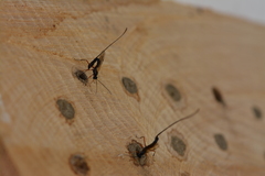 Ephialtes manifestator