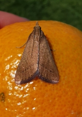 Hypsopygia albidalis