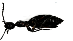 Anthelephila caerulea