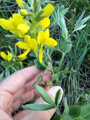 Thermopsis divaricarpa