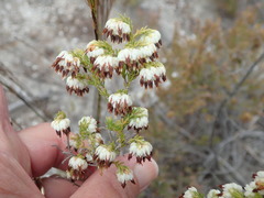 Erica cumuliflora
