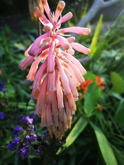 Veltheimia