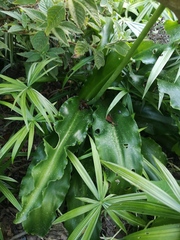 Veltheimia