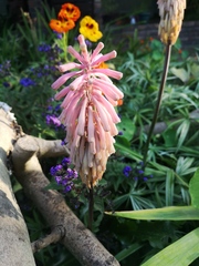 Veltheimia