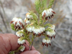 Erica cumuliflora