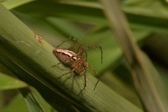 Oxyopes elegans