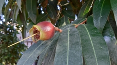 Syzygium