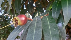 Syzygium