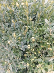 Buxus sempervirens