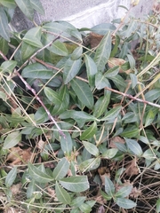 Vinca minor