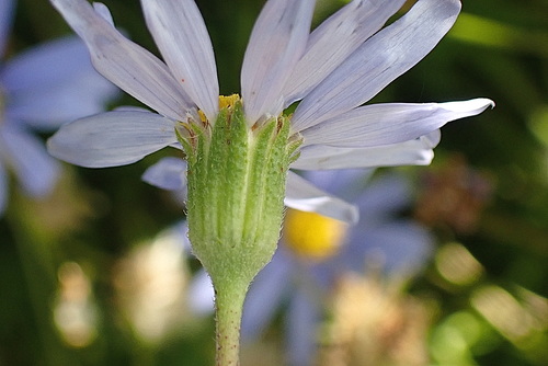 Image of Felicia amelloides by no rights reserved