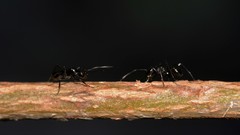 Polyrhachis mackayi