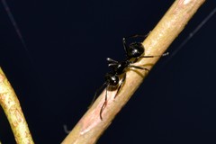 Polyrhachis mackayi