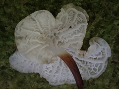 Marasmiellus inoderma