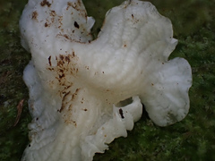 Marasmiellus inoderma