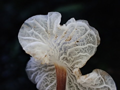 Marasmiellus inoderma