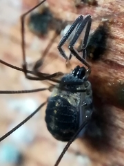 Mitostoma chrysomelas