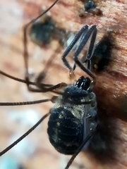 Mitostoma chrysomelas