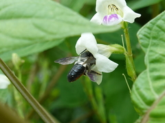 Megachile conjuncta